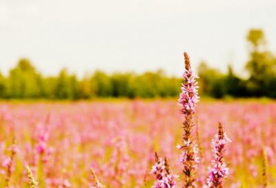 ​用既又造句简单47句