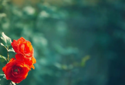 ​影视专业求职信