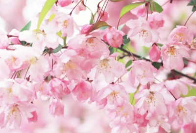 ​学费缓交申请书范文