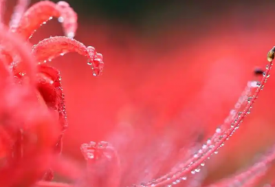 ​管辖权异议申请书范文