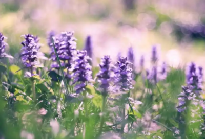 ​装饰专业求职信