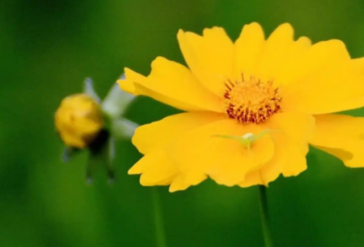 ​农村合作社申请书范文