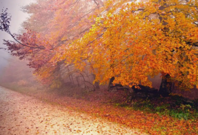 ​钢琴专业求职信