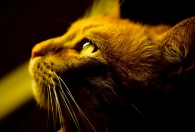 ​求职信品牌策划专业推荐