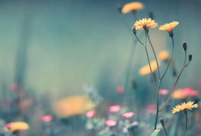 ​正直的人演讲稿范文