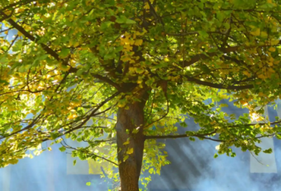 ​责任演讲稿范文