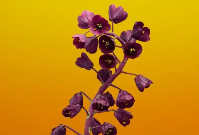 ​信访复查申请书范文