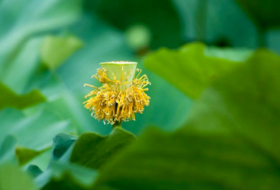 ​教师调动申请书格式范文