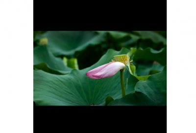 ​陪产假申请书范文示例