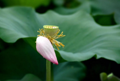 ​求职信音乐专业