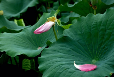 ​学生调班申请书范文