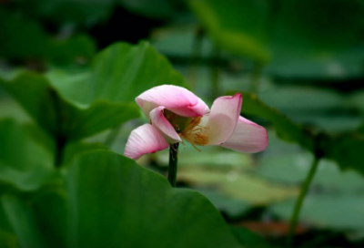 ​购买申请书范文