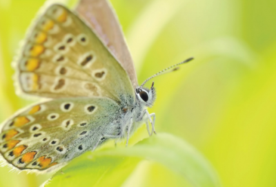 ​广告设计专业求职信的课程