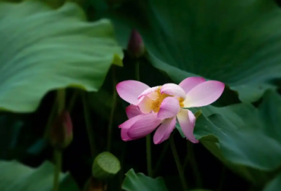 ​移动专业求职信