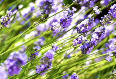 ​学籍申请书范文