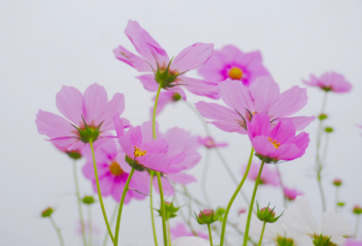 ​暂缓执行申请书范文