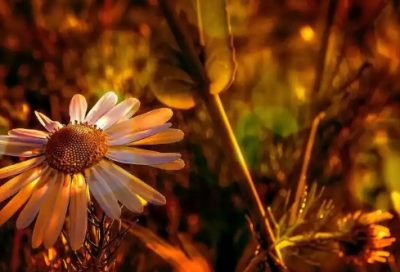 ​明星片酬演讲稿范文