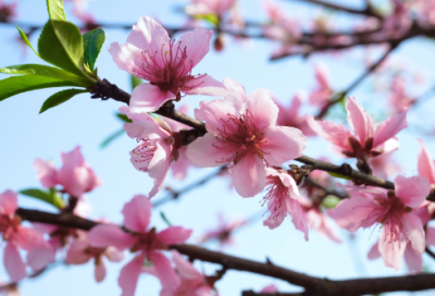 ​奇迹的意思22句