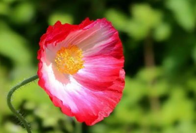 ​求职信电子专业