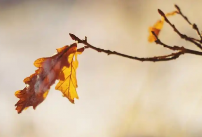 ​竞争演讲稿精彩范文