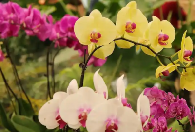 ​画家英文演讲稿范文