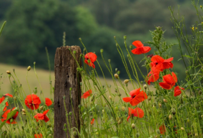 ​会专业求职信