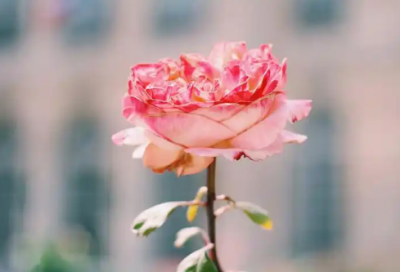 ​生育津贴申请书范文