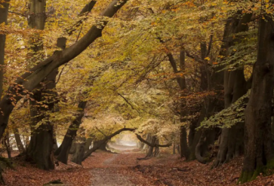 ​考试申请书范文