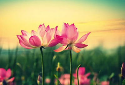 ​异地高考申请书范文