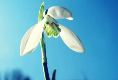 ​公测专业求职信