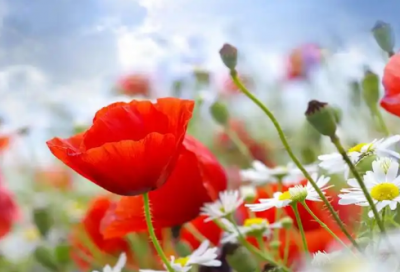 ​侨联青年演讲稿范文