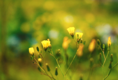 ​丰收节是指哪一个节日