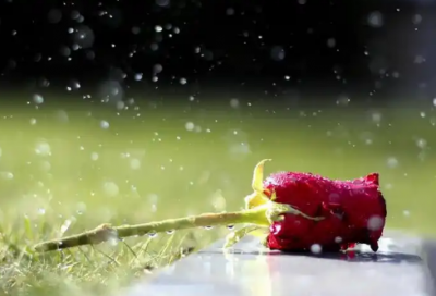 ​专业会计求职信