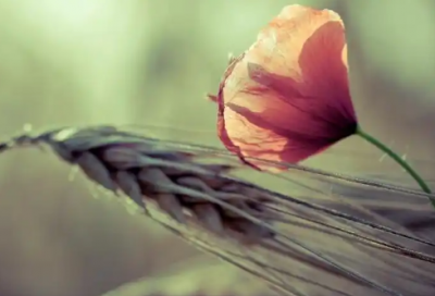 ​一份有效的保障性住房申请书范例分享