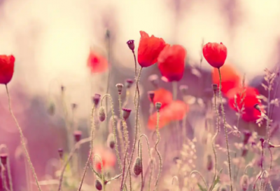 ​高三补课申请书 范文