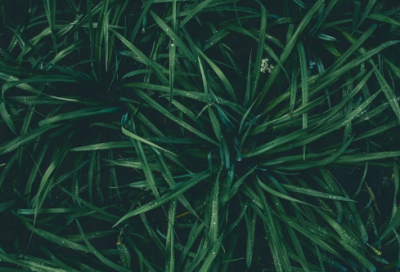 ​秦腔张连买布221句