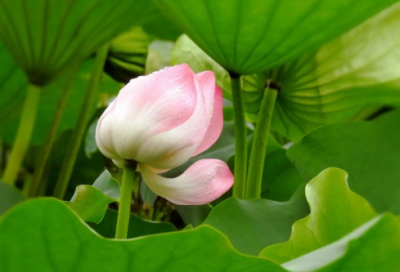 ​描写沙漠中海子句子