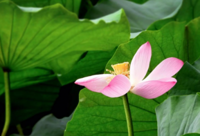 ​给女生道歉想和好的话