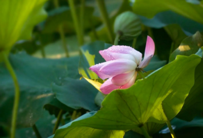 ​38女王节广告语文案