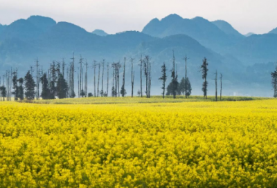 ​关于军训的日记怎么写