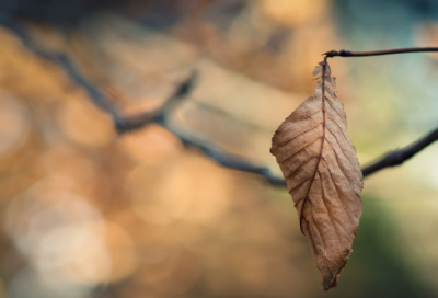 ​诚信的故事简短50字