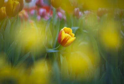 ​老奸巨猾造句