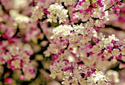 ​敷衍塞责造句