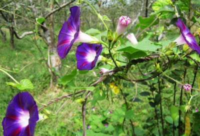 ​酒肉朋友造句