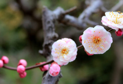 ​作奸犯科造句