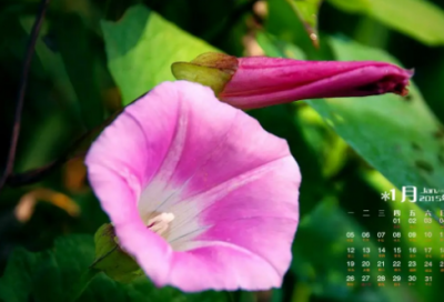 ​攻城略地造句