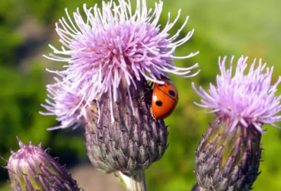 ​支吾其词造句