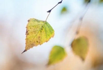 ​花里胡哨造句