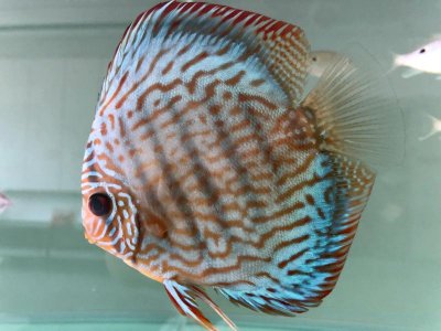 ​观赏鱼的唯美句子（观赏鱼发朋友圈文案）