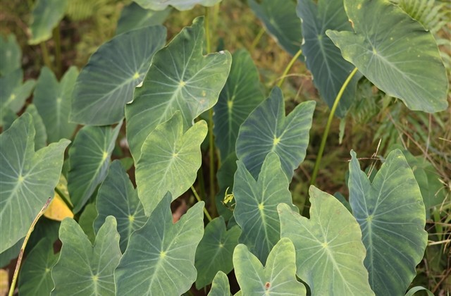 具有吸引力的微信名字女